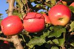 Mărul - secretul longevității